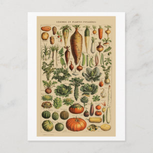 Carte Postale Page Livre Vintage de légumes