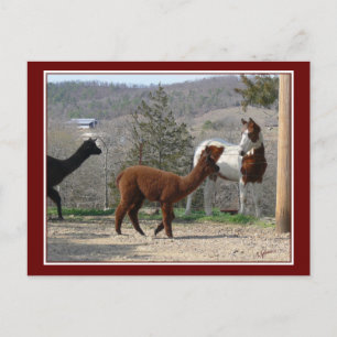 Carte postale Paint Horse Alpaca