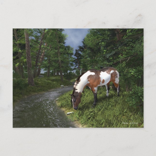 Carte Postale Paint Horse by the Forest Stream (Devant)