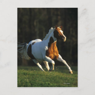 Carte Postale Paint Horse Running Fast