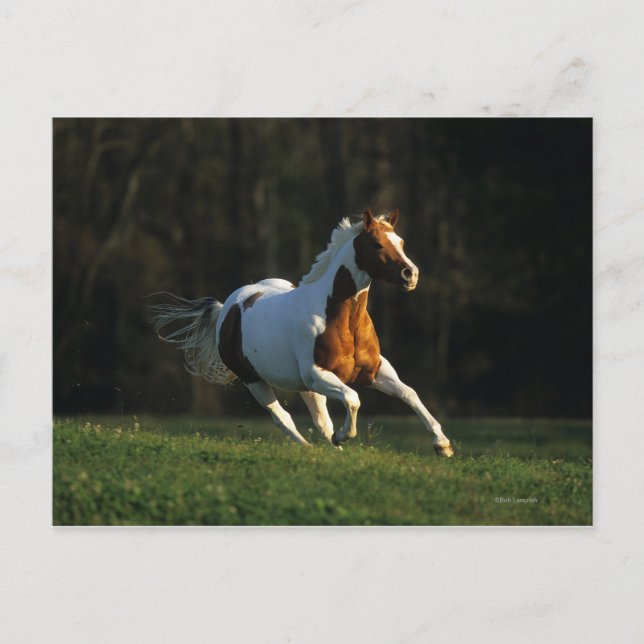 Carte Postale Paint Horse Running Fast (Devant)