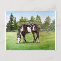Paint noir et blanc cheval/poney pâturage dans le
