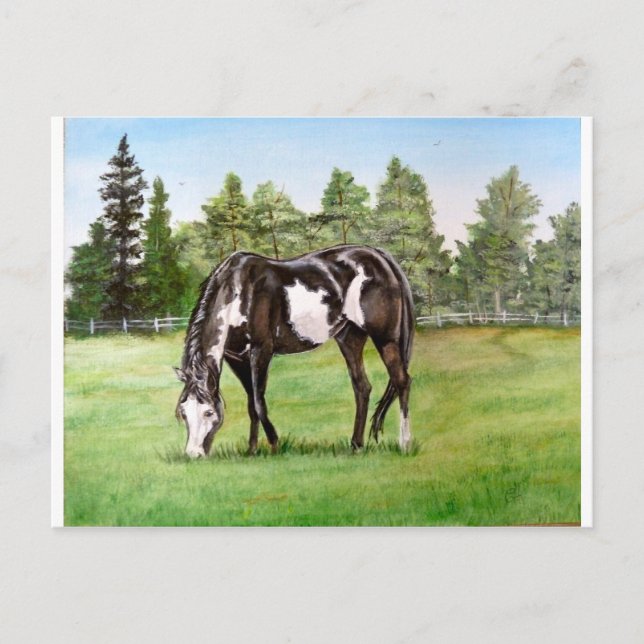 Carte Postale Paint noir et blanc cheval/poney pâturage dans le  (Devant)
