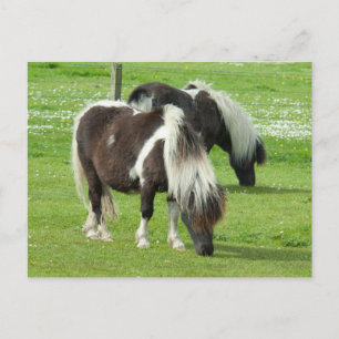 Carte Postale Paint Ponts Purebred Shetland