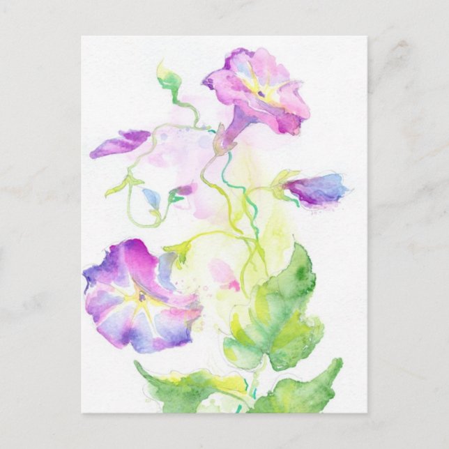 Carte Postale Painted watercolor convolvulus flowers (Devant)