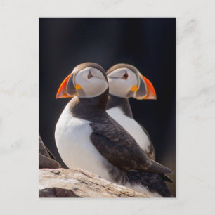Carte Postale Pair de Tampins