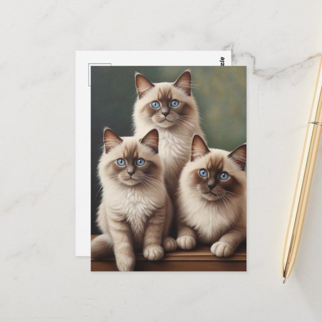 Carte Postale Paire adorable de Ragdoll Kittens Chat doux (Devant/Arrière en situation)