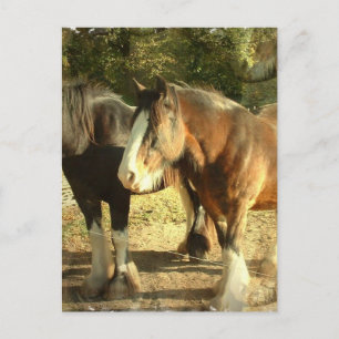 Carte postale Paire Cheval Brouillon