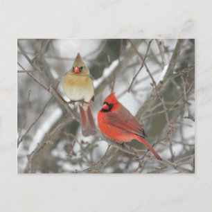 Carte Postale Paire De Cardinaux Du Nord