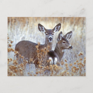 Carte Postale Paire de cerfs de Mule sauvage   Californie