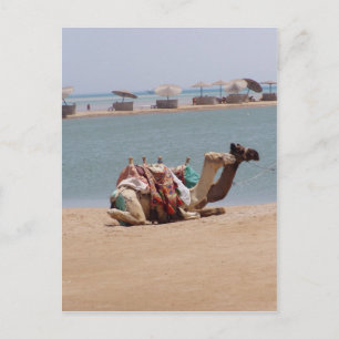 Carte Postale Paire De Chameaux Traditionnels Assis À La Plage.