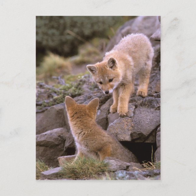 Carte Postale paire de Fox gris sud-américain (Lycalopex griseus (Devant)