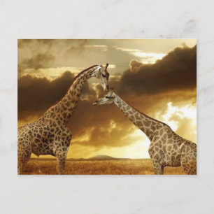 Carte Postale Paire de girafes
