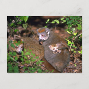 Carte Postale Paire de lémurien couronné avec bébé