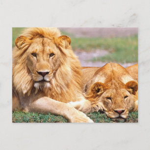 Carte Postale Paire de lions d'Afrique, Panthera leo, Tanzanie