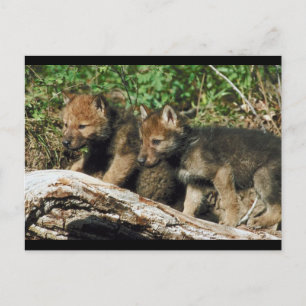 Carte Postale Paire de loups