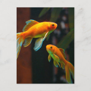 Carte Postale Paire de Lucky Goldfish