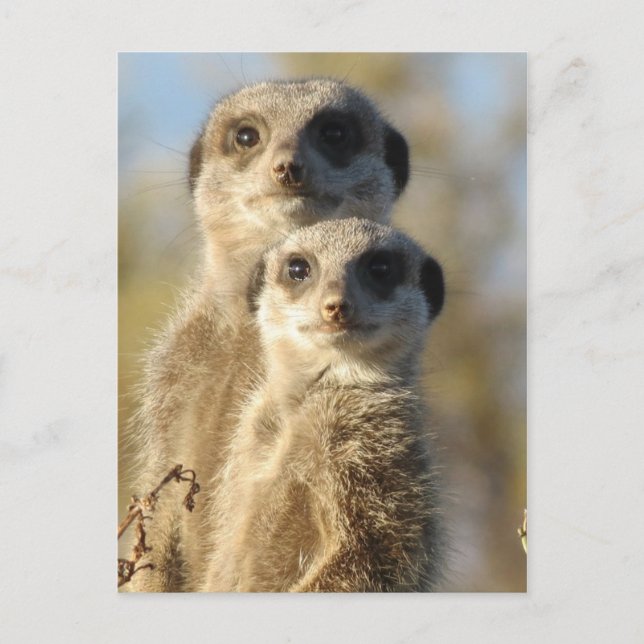 Carte Postale Paire de Meerkats (Devant)