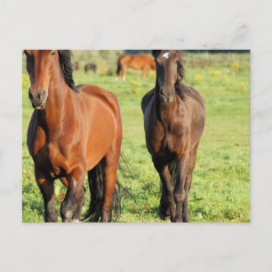 Carte Postale Paire de Morgans