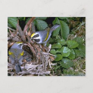 Carte Postale Paire de Parulines à ailes dorées avec nid