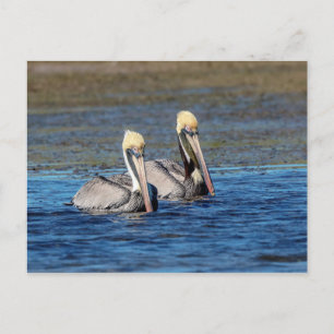 Carte Postale Paire de pélicans