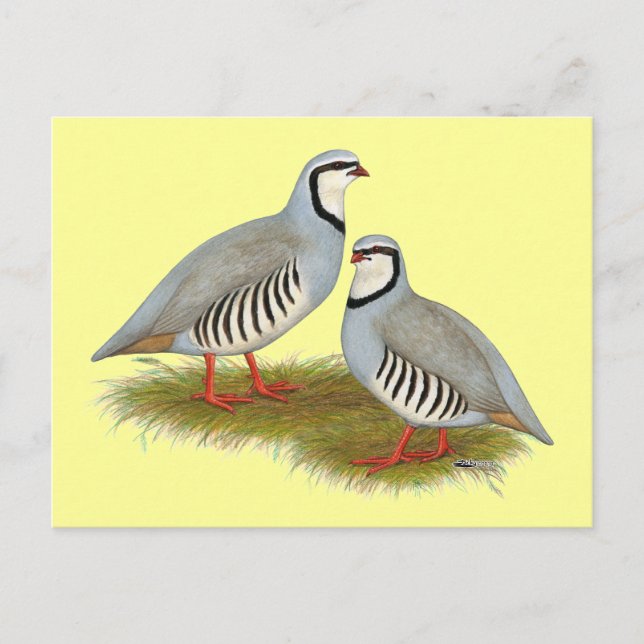 Carte Postale Paire de perdrix de Chukar (Devant)