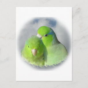 Carte Postale Paire de perroquets verts