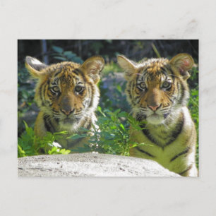Carte Postale Paire de portrait de cubes de tigre
