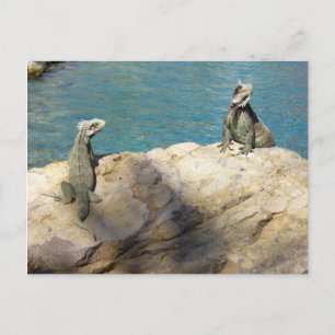 Carte Postale Paire d'Iguanes Photographie de faune tropicale