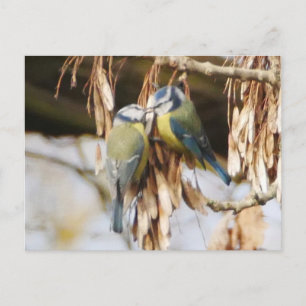 Carte postale Paire d'Oiseaux Bleus Tit