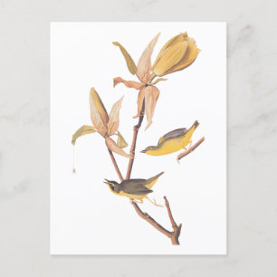 Carte Postale Paire d'oiseaux de Paruline du Kentucky d'Audubon 