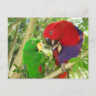 Carte Postale Paire Eclectus