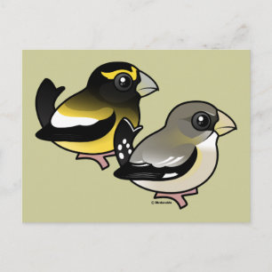 Carte Postale Paire Grosbeak du soir