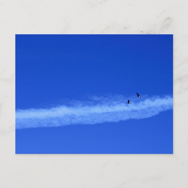 Carte Postale Paire migratoire d'oies (Devant)