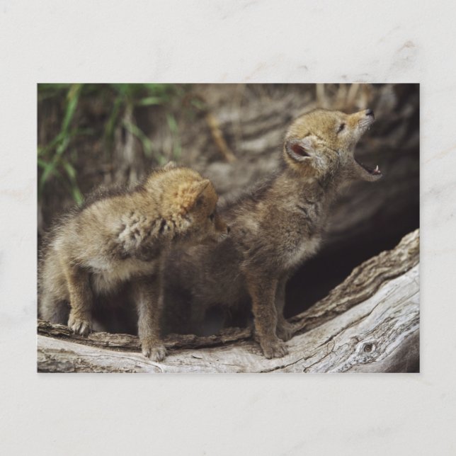 Carte Postale Paires de jeunes chiots de coyote hurlant (Devant)