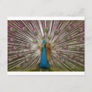 Carte Postale Paix Peacock