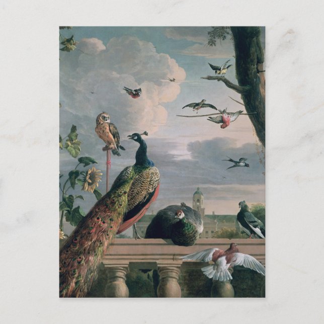 Carte Postale Palais d'Amsterdam avec Oiseaux exotiques (Devant)