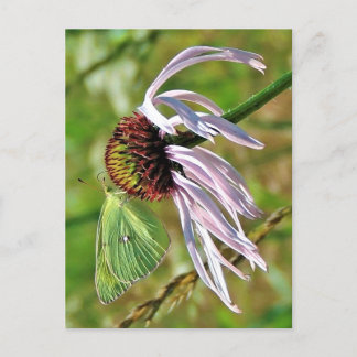 Carte postale Pale Purple Coneflower