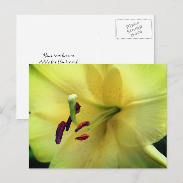 Carte Postale Pale Yellow Lily Flower Photography  (Devant / Derrière)