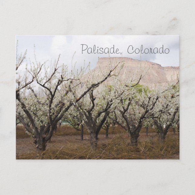 Carte Postale Palisade, Colorado (Devant)