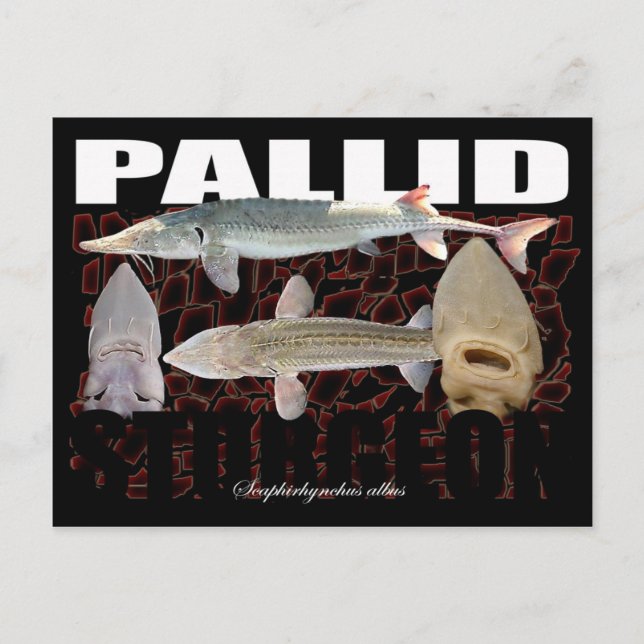 Carte postale Pallid Sturgeon-Collage (Devant)