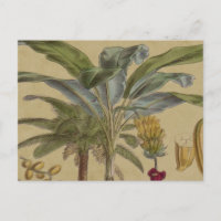 Palm Antique Fruit Tropical Art Botanique
