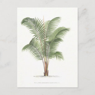 Carte Postale Palm illustration Collection I