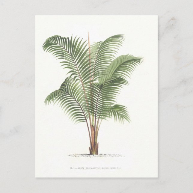 Carte Postale Palm illustration Collection I (Devant)