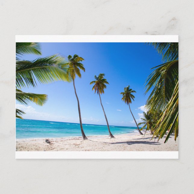 Carte Postale Palm trees on the beach of Isla Saona (Devant)