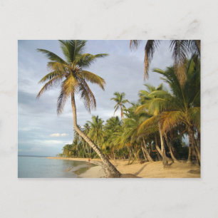 Carte Postale Palme Crochée