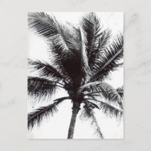 Carte Postale Palme noire et blanche