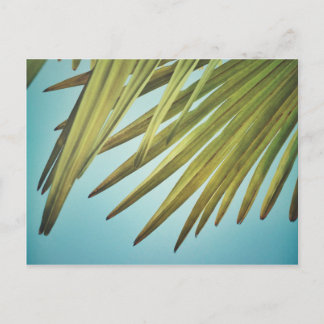 Carte Postale Palmenwedel am Sommerhimmel