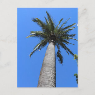 Carte Postale Palmier