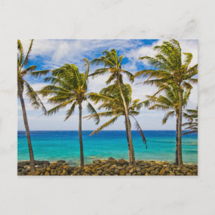Carte Postale Palmier à coco (Cocos nucifera) se balançant dans